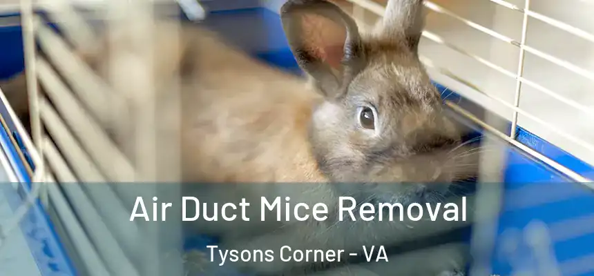 Air Duct Mice Removal Tysons Corner - VA